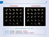 2024-2025学年高中生物同步备课课件（人教版2019）必修二2-3伴性遗传