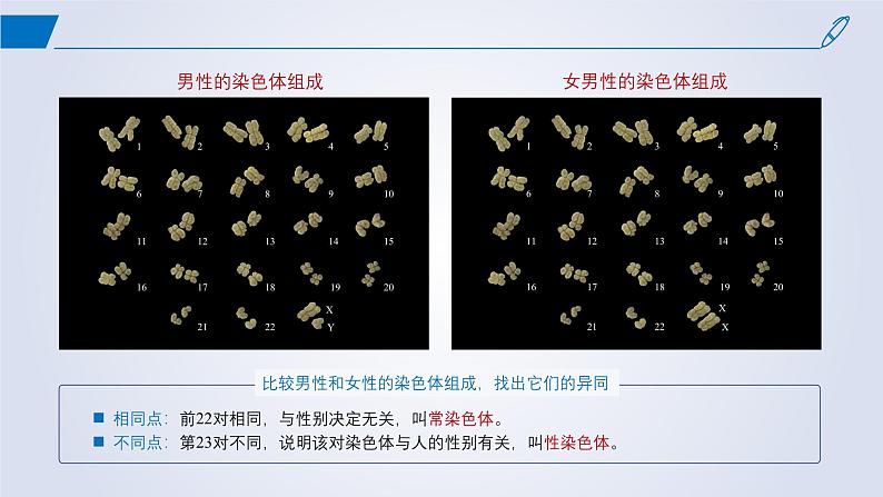 2024-2025学年高中生物同步备课课件（人教版2019）必修二2-3伴性遗传第4页