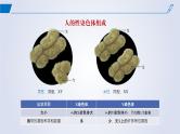 2024-2025学年高中生物同步备课课件（人教版2019）必修二2-3伴性遗传