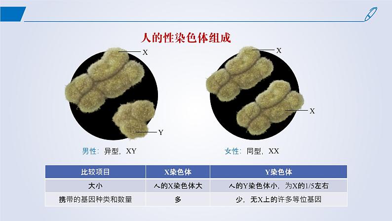 2024-2025学年高中生物同步备课课件（人教版2019）必修二2-3伴性遗传第5页