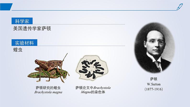 2024-2025学年高中生物同步备课课件（人教版2019）必修二2-2基因在染色体上第4页