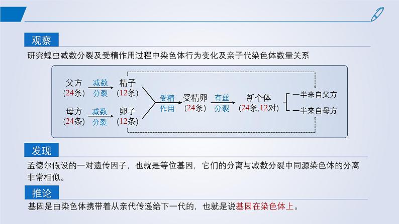 2024-2025学年高中生物同步备课课件（人教版2019）必修二2-2基因在染色体上第5页