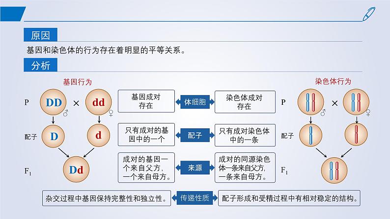 2024-2025学年高中生物同步备课课件（人教版2019）必修二2-2基因在染色体上第6页