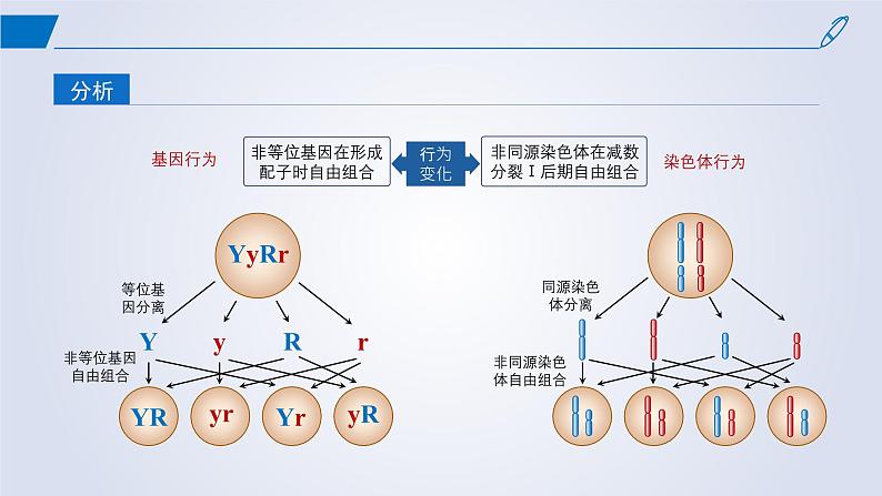 2024-2025学年高中生物同步备课课件（人教版2019）必修二2-2基因在染色体上第7页