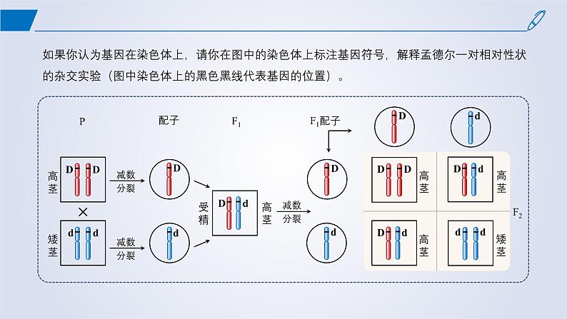 2024-2025学年高中生物同步备课课件（人教版2019）必修二2-2基因在染色体上第8页