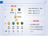 2024-2025学年高中生物同步备课课件（人教版2019）必修二1-2孟德尔的豌豆杂交实验（二）