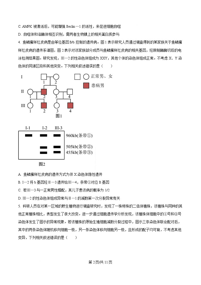 安徽省A10联盟2024-2025学年高三下学期开学考试生物试卷  Word版无答案第2页