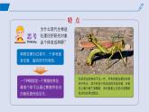 2024-2025學(xué)年高中生物同步備課課件（人教版2019）必修二6-3種群基因組成的變化與物種的形成