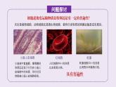 2024-2025学年高中生物同步备课课件（人教版2019）必修一4-2主动运输与胞吞胞吐