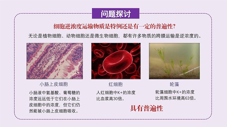 2024-2025学年高中生物同步备课课件（人教版2019）必修一4-2主动运输与胞吞胞吐第3页