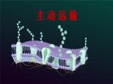 2024-2025学年高中生物同步备课课件（人教版2019）必修一4-2主动运输与胞吞胞吐