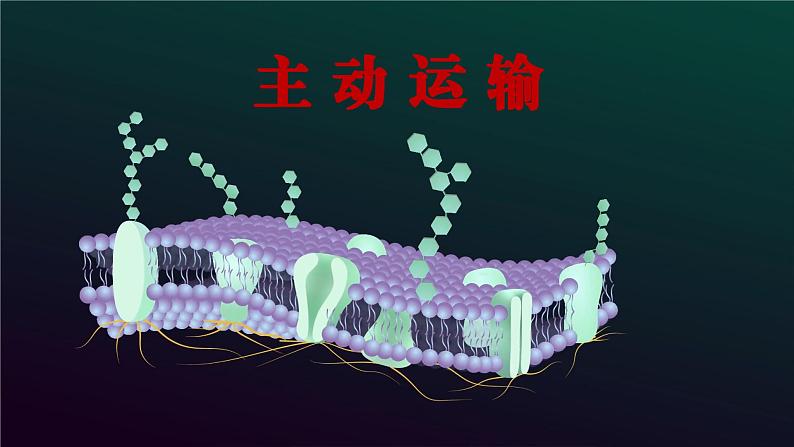 2024-2025学年高中生物同步备课课件（人教版2019）必修一4-2主动运输与胞吞胞吐第4页