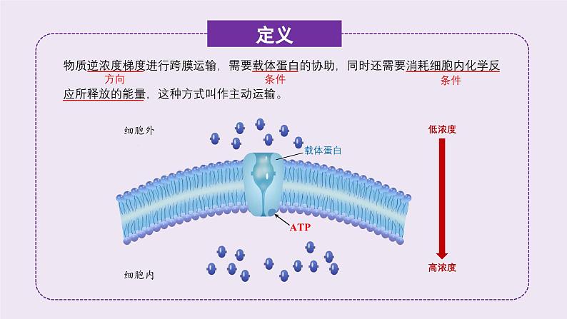 2024-2025学年高中生物同步备课课件（人教版2019）必修一4-2主动运输与胞吞胞吐第5页