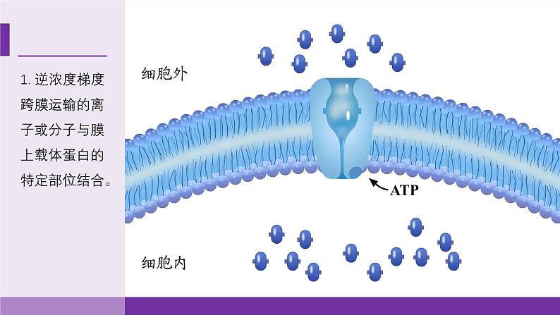 2024-2025学年高中生物同步备课课件（人教版2019）必修一4-2主动运输与胞吞胞吐第6页