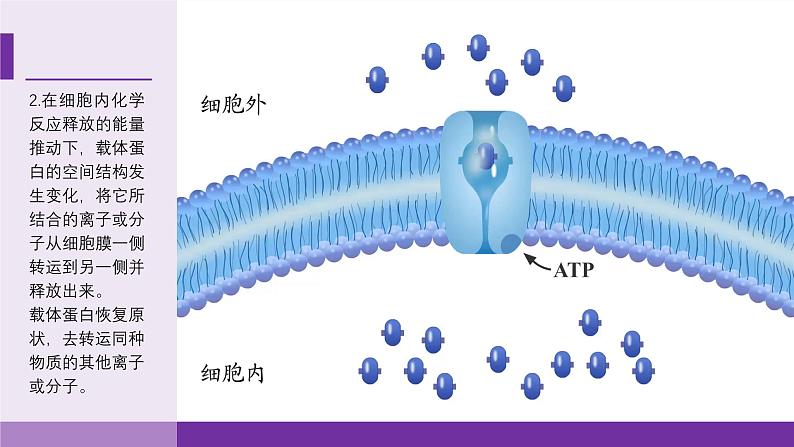 2024-2025学年高中生物同步备课课件（人教版2019）必修一4-2主动运输与胞吞胞吐第7页