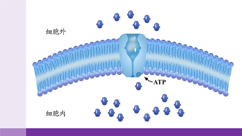 2024-2025学年高中生物同步备课课件（人教版2019）必修一4-2主动运输与胞吞胞吐第8页