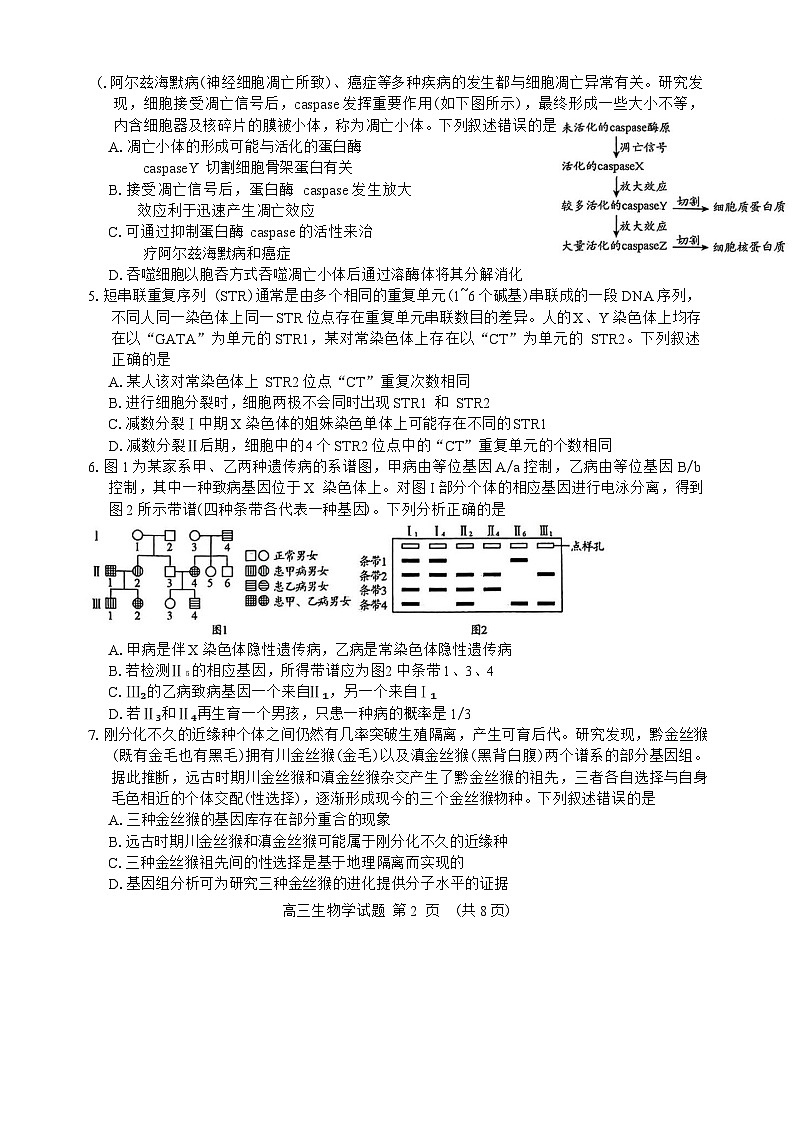 山东省日照市2025届高三2月校际联合考试生物学试卷（含答案）第2页