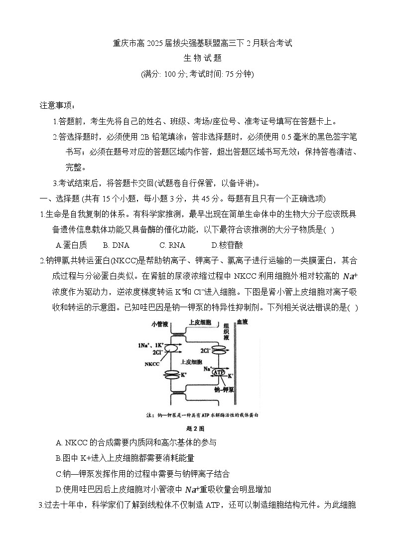 重庆市拔尖强基联盟2024-2025学年高三下学期2月月考生物试题第1页