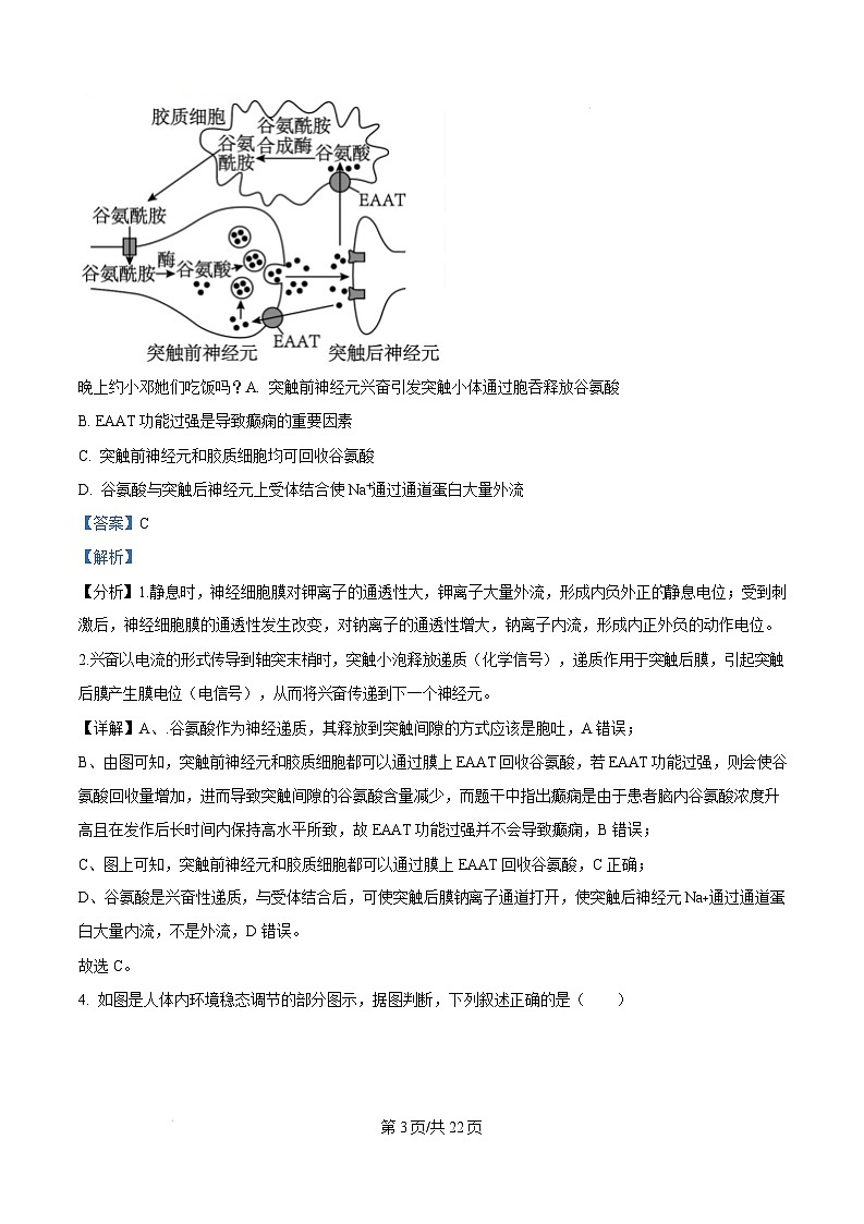 湖南省长沙市湖南师范大学附属中学2024-2025学年高二上学期1月期末生物试题（Word版附解析）第3页