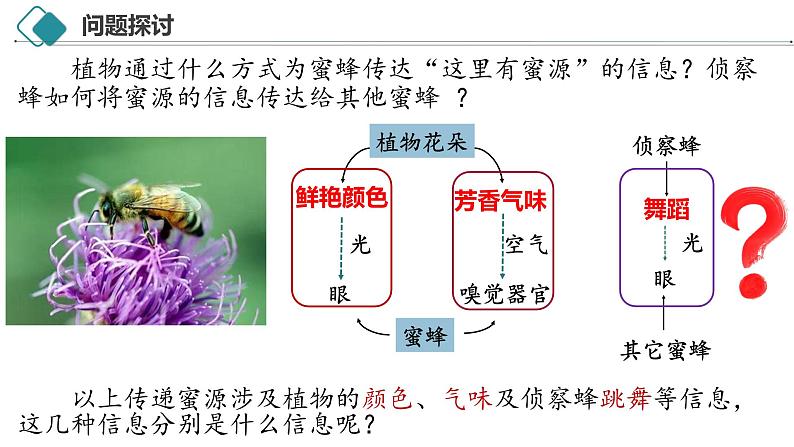 3.4 生态系统的信息传递-2024-2025学年高二生物探究与应用优质备课课件（人教版2019选择性必修2）第4页