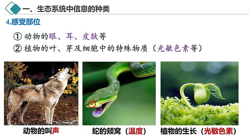 3.4 生态系统的信息传递-2024-2025学年高二生物探究与应用优质备课课件（人教版2019选择性必修2）第7页