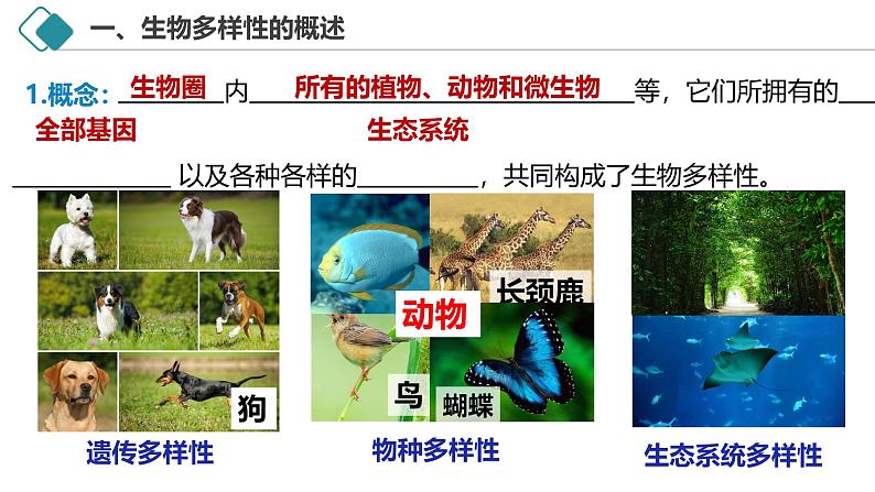 4.2 生物多样性及其保护-2024-2025学年高二生物探究与应用优质课件（人教版2019选择性必修2）第3页