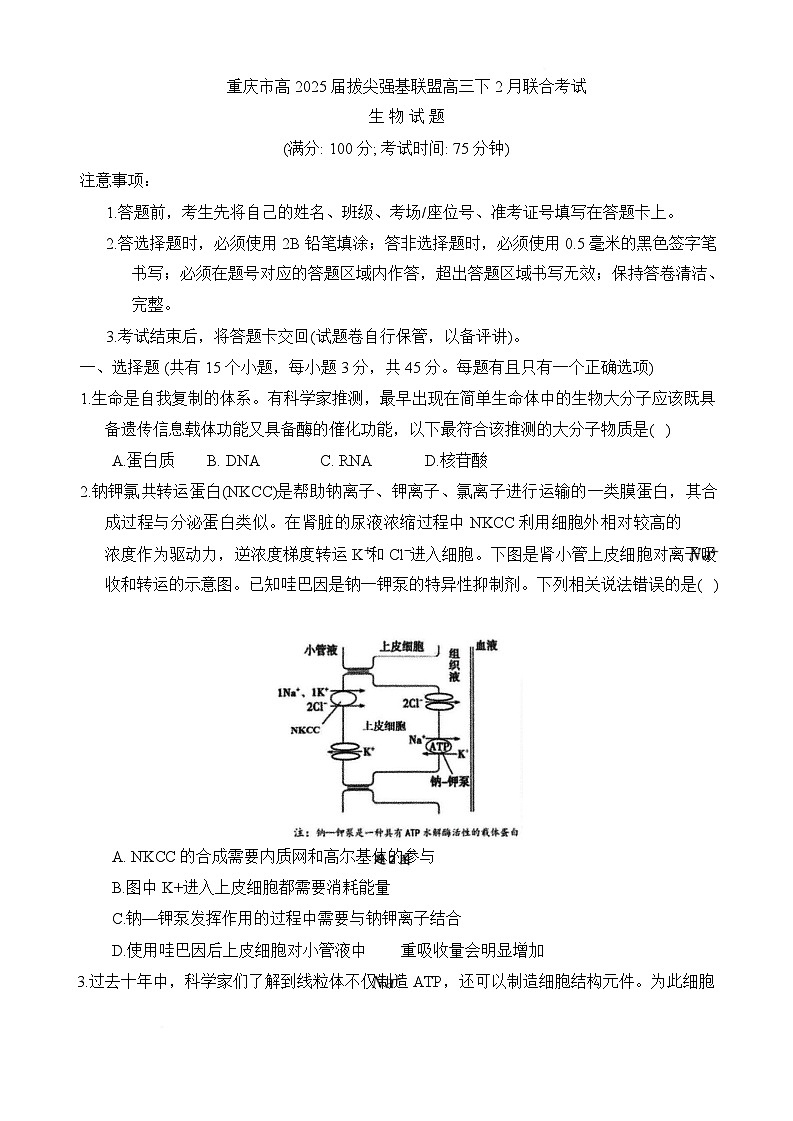 重庆市拔尖强基联盟2025届高三下学期2月联合考试 生物试题及参考答案第1页