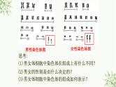 人教版（2019）高中生物必修二 第二章 第三节 伴性遗传 课件ppt