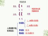 人教版（2019）高中生物必修二 第二章 第三节 伴性遗传 课件ppt