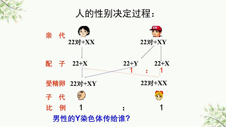 人教版（2019）高中生物必修二 第二章 第三节 伴性遗传 课件ppt第7页