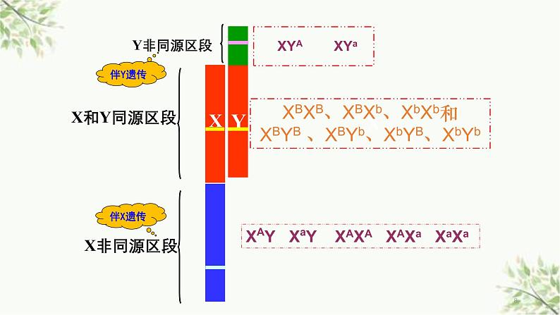 人教版（2019）高中生物必修二 第二章 第三节 伴性遗传 课件ppt第8页