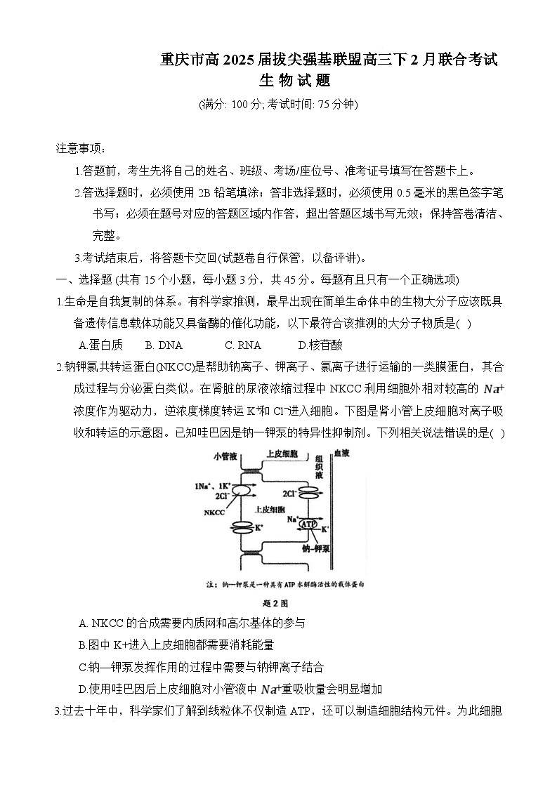 重庆市拔尖强基联盟2024-2025学年高三下学期2月月考生物试题第1页
