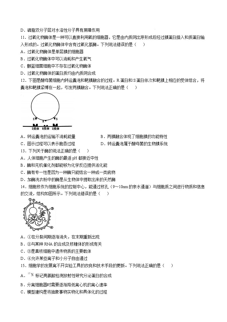 山东省青岛市2024-2025学年高一上学期期末考试生物试卷（Word版附答案）第3页