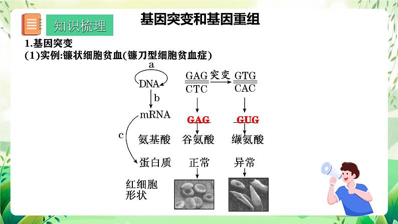 人教版高中生物必修二第5章《基因突变及其他变异》（单元复习课件）第6页