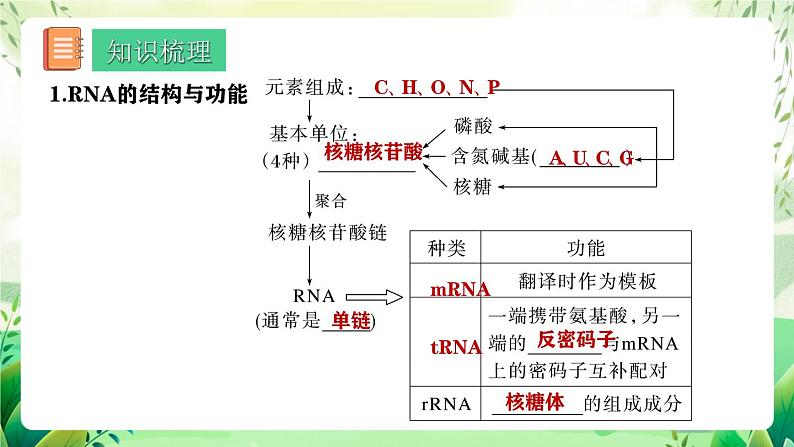 人教版高中生物必修二第4章《基因的表达》（单元复习课件）第5页