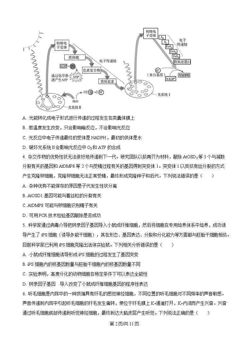 湖南省岳阳县第一中学2024-2025学年高三下学期入学考试生物试题（原卷版）第2页