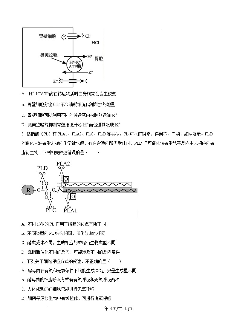 湖北省武汉市洪山高级中学2024-2025学年高一下学期2月考试生物试卷（原卷版）第3页