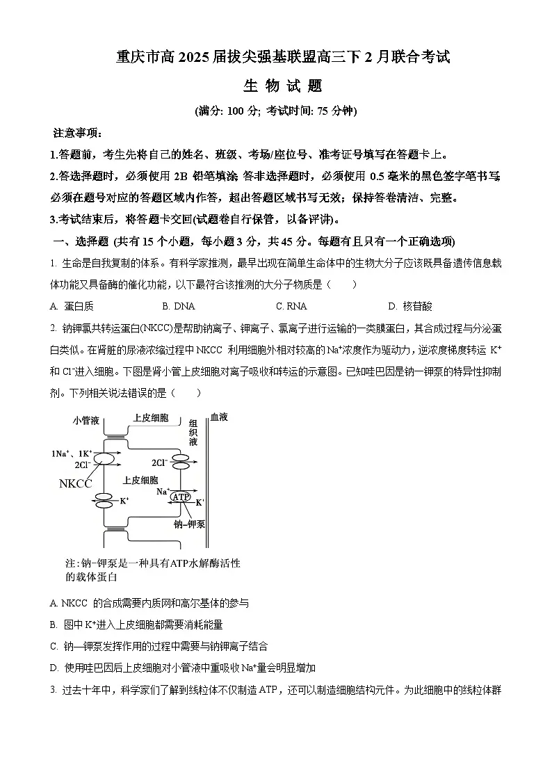 重庆市拔尖强基联盟2024-2025学年高三下学期2月月考生物试题（原卷版）第1页