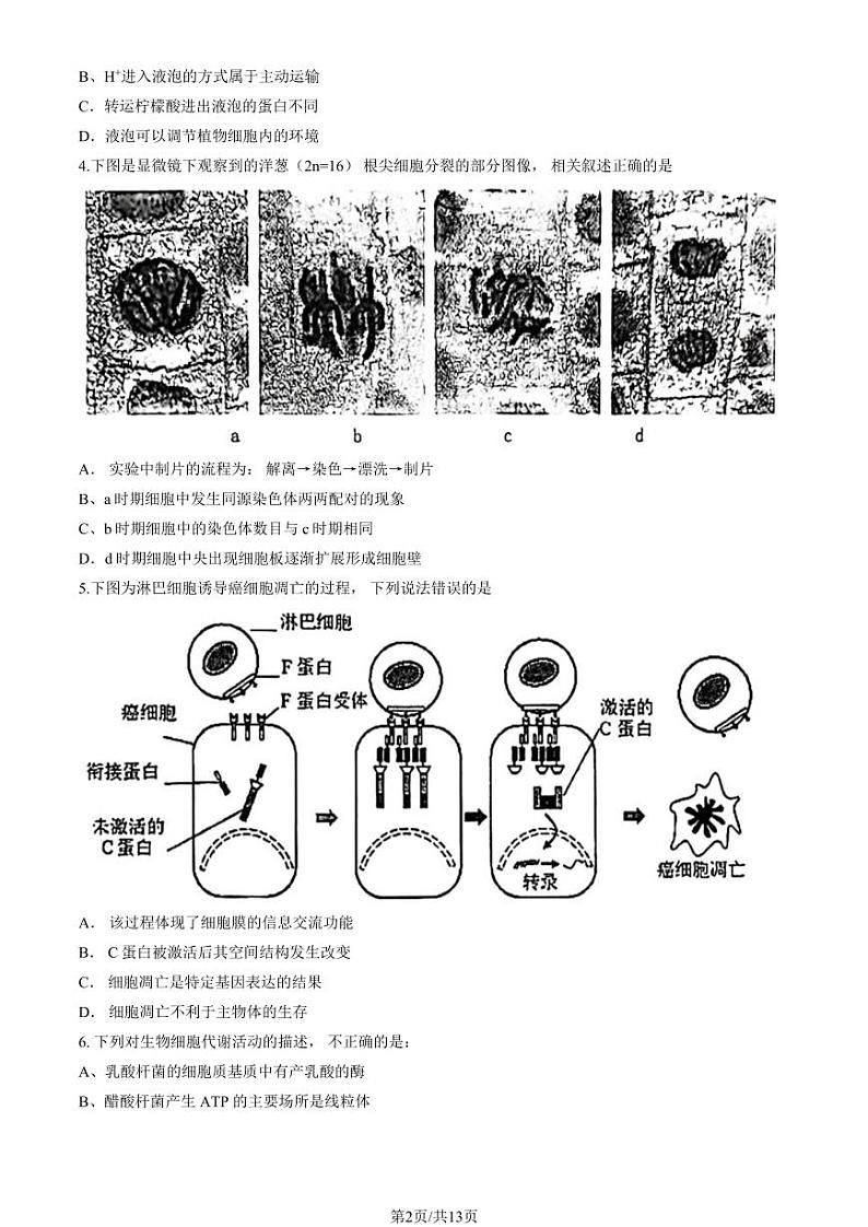 2024北京北师大实验中学高三（上）期中生物试卷（有答案）第2页