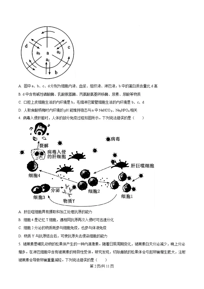 湖北省部分重点中学2024-2025学年高二上学期期末联考生物试卷（原卷版）第2页