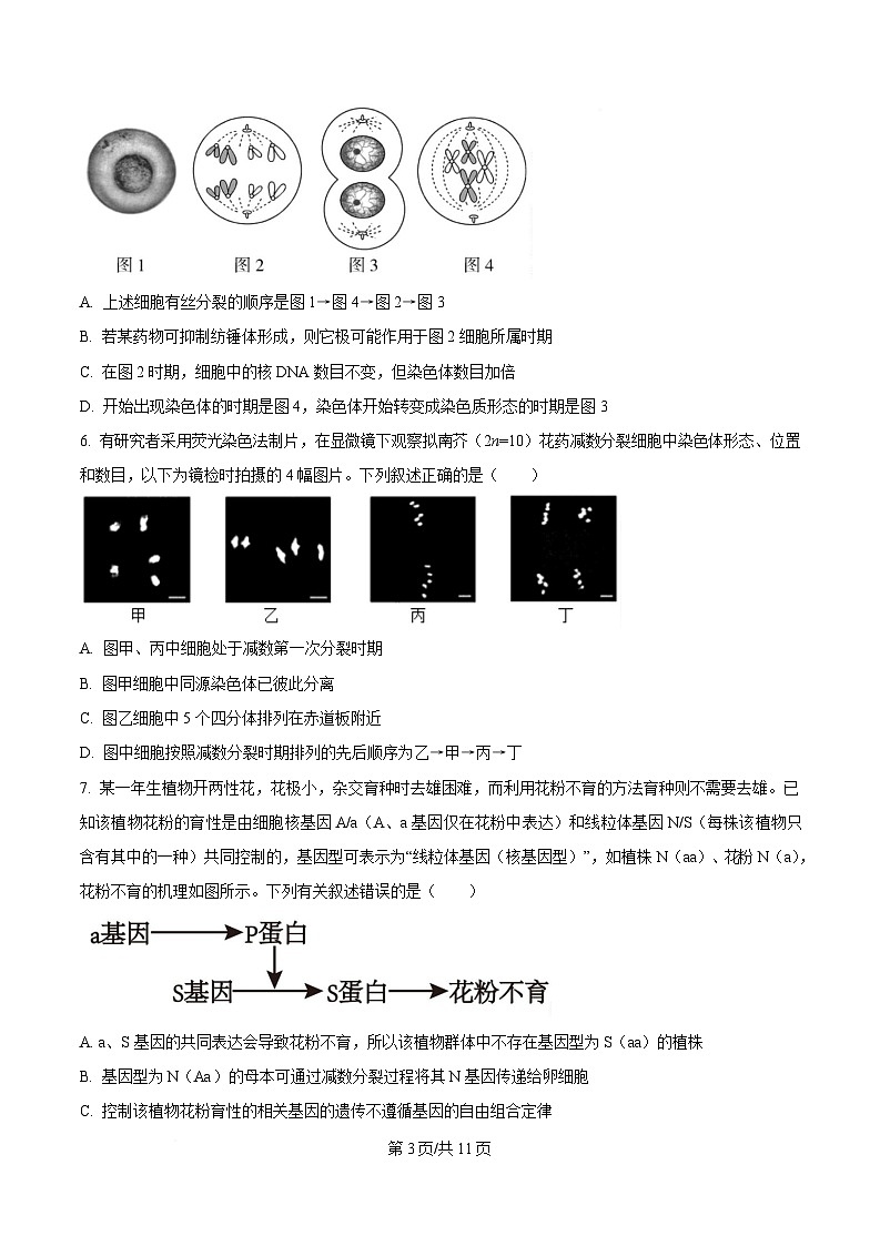 湖北省随州市部分高中2024-2025学年高三下学期2月月考生物试题（原卷版）第3页