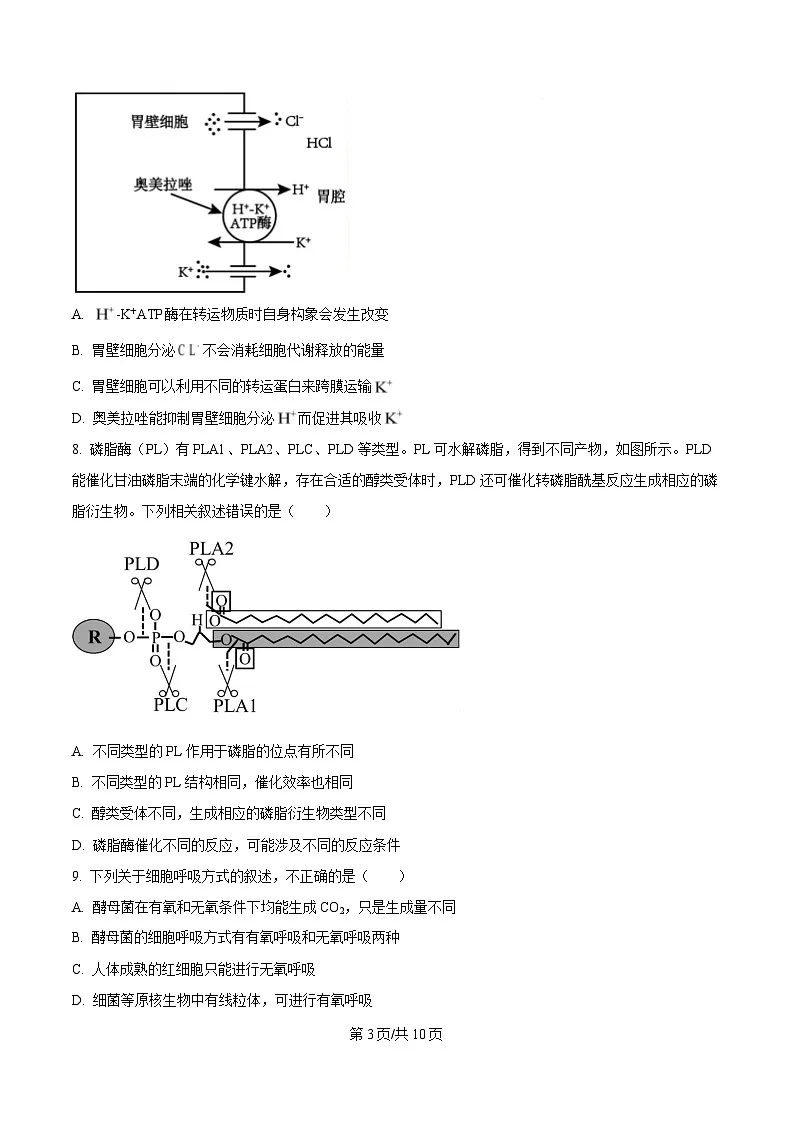 湖北省武汉市洪山高级中学2024-2025学年高一下学期2月考试生物试卷（原卷版）第3页
