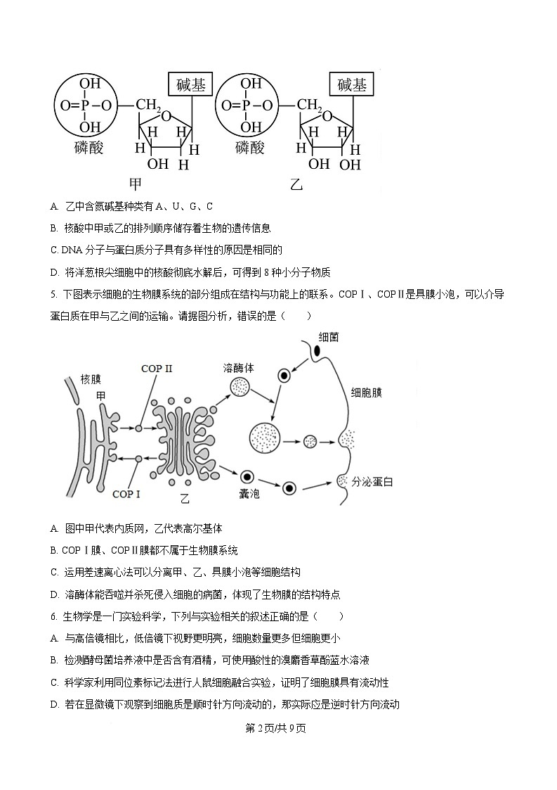湖北省部分省级示范高中2024～2025学年高一上学期期末考试生物试题（原卷版）第2页