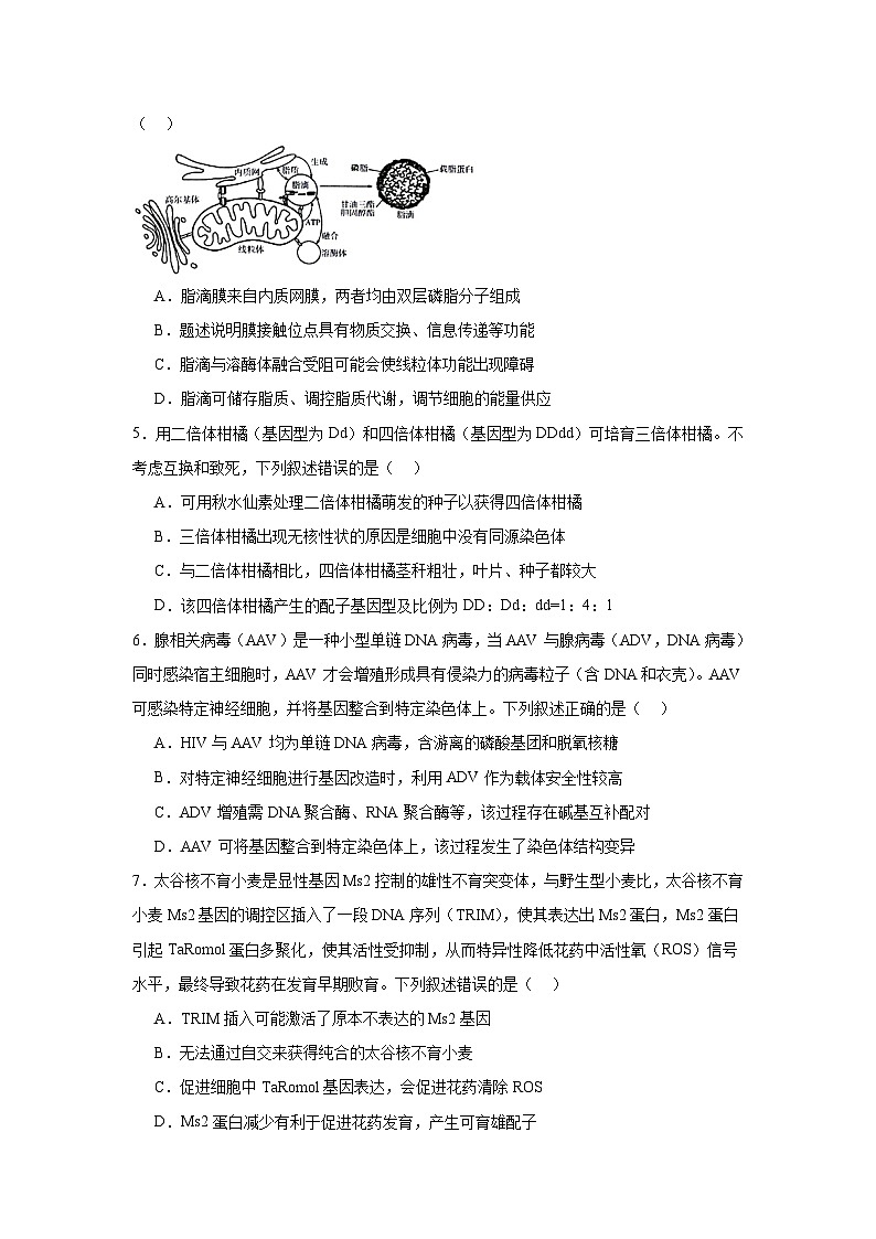 海南省部分学校2024-2025学年高三下学期学业水平诊断（三）生物试题第2页