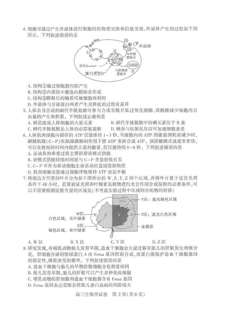 生物丨湖北省武汉市2025届高三下学期二月调研考试（武汉二调）生物试卷及答案第2页