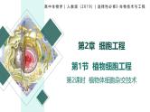 2.1.2 植物细胞工程（第2课时）（情境教学课件）-2024-2025学年高二生物同步备课系列（人教版2019选择性必修3）