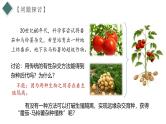 2.1.2 植物细胞工程（第2课时）（情境教学课件）-2024-2025学年高二生物同步备课系列（人教版2019选择性必修3）