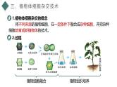 2.1.2 植物细胞工程（第2课时）（情境教学课件）-2024-2025学年高二生物同步备课系列（人教版2019选择性必修3）