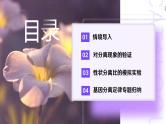 1.1 孟德尔的豌豆杂交实验（一）（第2课时）课件-2024-2025学年高一下学期生物（人教版2019必修2）