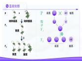 1.1 孟德尔的豌豆杂交实验（一）（第2课时）课件-2024-2025学年高一下学期生物（人教版2019必修2）